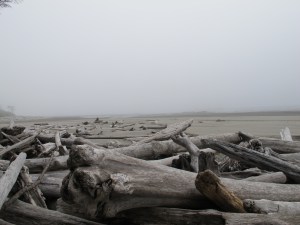 The beach at Kalaloch