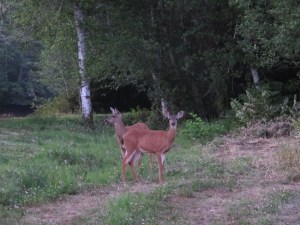 Deer at the campsite at Hoquiam