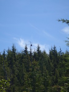 Bald eagle hunting from the tree top