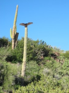 Turkey Vultures warm their wings in the sun