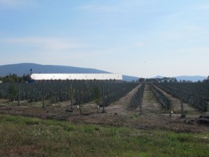 Agave plantations on the side of the highway