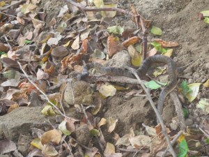 A snake eating a toad at our campsite