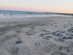 Go free and swim little guys!