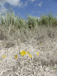 No effects on this pic. It was just so dusty, the sky so blue, but the flowers insisted on shining through.