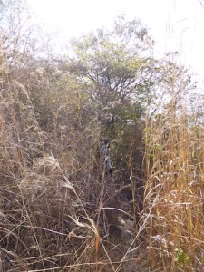 In the light of day it seemed much harder. There is something to be said for blind faith