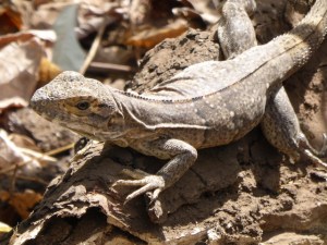 This guys was much less threatening than the snake