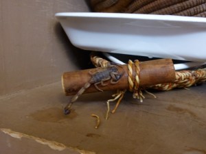 Hola giant scorpio in the cupboard