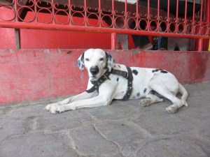 Fire station Dalmatian ' El Capitan'