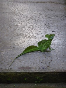 This was one crazy looking lizard. Costa Rica is full of mental reptiles