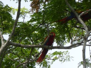 The beautiful and huge macaws of Costa Rica