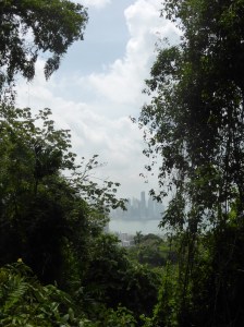 A peek through the jungle of Panama City from the hike up Ancon Hill
