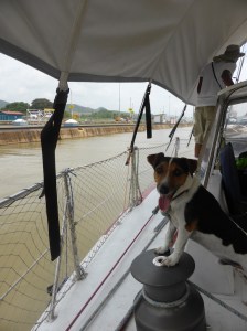 First mate 'Eddie' the Jack Russell