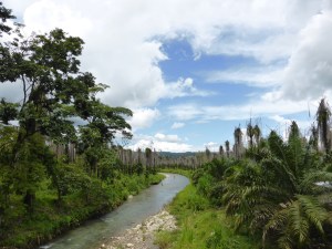 A forest of dead coconut palms. Very eery