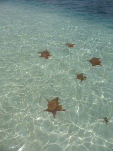 Que? Starfish South Cross!