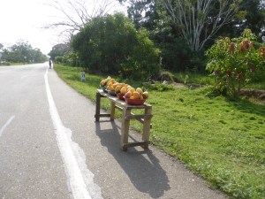 Mangos for sale absolutely everywhere