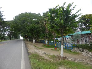 Trees painted in the Colombian flag