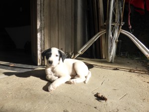 My new puppy at the Casa. I call him Doofus cos he is a bit dumb. But so gorgeous!