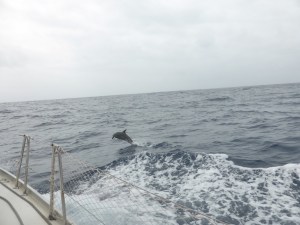 So many dolphins but only this guy jumped for the camera.