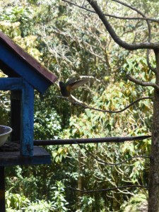 The hummingbird sanctuary was worth the hike