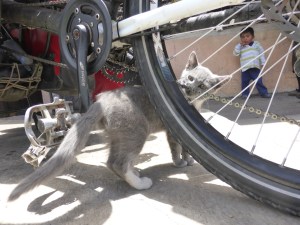 A flat tyre within 15km of leaving the Casa. This lil guy helped us laugh it off