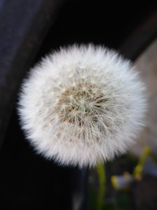 Have you ever seen such a perfect dandelion?