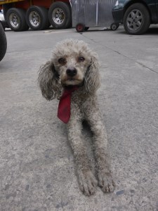 A mechanics dog, covered in grease