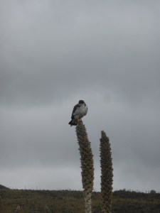 Spotting live wildlife off the highway. What a treat!