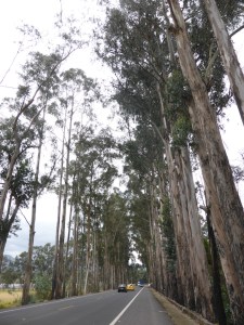 With gumtrees lining the roads, sometimes we feel as though we could already be in Australia