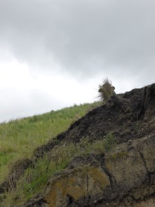 Can you see any ninjas?