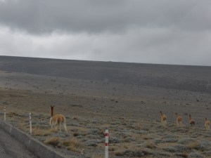 Llamas entertained us as we climbed to our greatest height