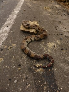 Oooh! That is a big snake!