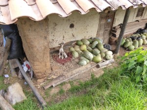 Mumma dog protecting her l