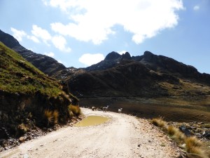 Llamas Llamas everywhere!