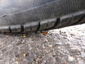 Not a safe place for you my friendly ladybug!