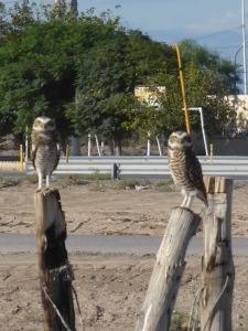 Owls in the daytime. I never thought to could happen. Delighted they posed for us. What a treat!