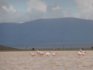 Hola flamingos!