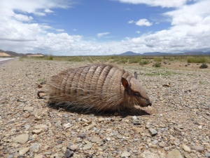 Sad story but this guy is actually dead. So rare to see an Armadillo, but this lil guy just wasn't fast enough for the cars. Amazingly intact though eh!