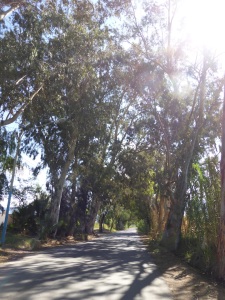 Riding in the shade of gumtrees! Looking forward to more of that!
