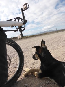 In total, she followed us for nearly 80km over 2 days. If our customs laws weren't so strict, we both agreed we would have kept her. What a mighty spirit.