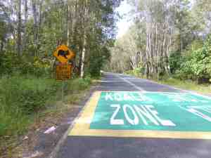 Koala Zone